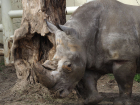 Ростовчане увидят показательное кормление белых носорогов в зоопарке