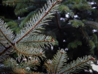 Где в Ростове купить елку к Новому году