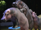 Любвеобильные бегемоты с острым инстинктом размножения попали на видео в Ростове