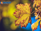 Листопад, листопад: что ростовчанам делать с опавшей листвой осенью