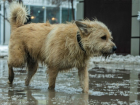 "Линчевать" собаку среди бела дня попытались живодеры в Ростовской области 