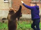 Выгуливающий медведя без намордника мужчина в Таганроге попал на видео и встревожил полицию