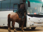 Лошадь в дверях междугороднего автобуса Ростова рассмешила пассажиров и попала на фото