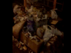 Смирившуюся с гниющим мусором в центре города власть хотят поменять жители Ростова