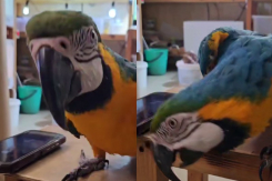 Попугай Лора из парка «Лога» исполнила новогодний танец под детскую песенку