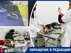В Ростове неизвестный сбил собаку и оставил ее умирать на дороге
