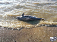 Мертвые дельфины и рыба на берегу Таганрогского залива напугали отдыхающих