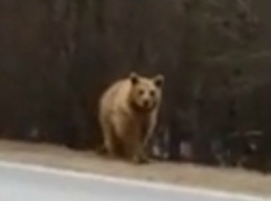 Сбежавший от хозяина медведь приставал к автомобилистам на ростовской трассе и попал на видео