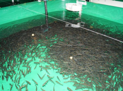 В Ростовской области отклонили проект реконструкции Аксайско-Донского рыбозавода