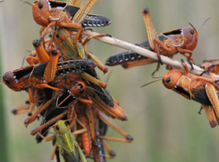 Прожорливая саранча устроит «казнь египетскую» полям в Ростовской области