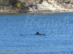 Удивительные дельфины приплыли из Черного моря в Дон