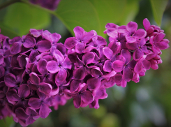 В четверг в Ростове ожидается 30-градусная жара