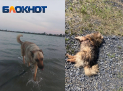 У Соленого озера в Батайске расстреляли двух собак – зоозащитники подозревают водителя внедорожника с надписью «Вагнер Кувалда»
