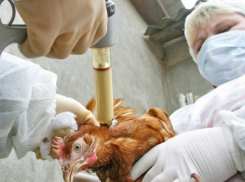 В Ростовской области домашнюю птицу прививают от гриппа