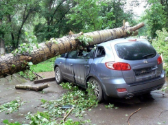 Рухнувшее сухое дерево на машину в Ростове «убило» предпраздничное настроение автовладельцу