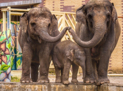 Слоны в зоопарке Ростова появились на публике после напугавшего всех пожара.