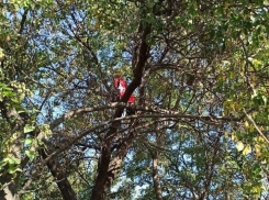 В Таганроге спасатели сняли с дерева поющую песни девушку