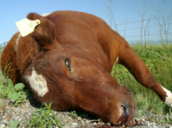 Зловонный «призрак» павшей коровы пять дней витал над детской площадкой в Ростовской области