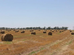 В Ростовской области собрали рекордный урожай зерновых в 15 млн тонн