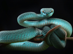 В Ростовской области 34 человека пострадали от укусов ядовитых змей и пауков