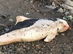 Окровавленный труп дельфина обнаружили отдыхающие на морском пляже под Ростовом