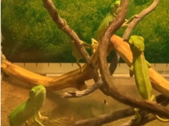 В ростовском зоопарке родились малыши-хамелеоны