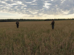В Ростовской области разрешили охоту на перепелов 