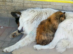 Теплые объятия выброшенных на обочину жизни друзей по несчастью до слез умилили жителей Ростова