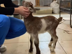 В Ростовской области зоологи выкормили козочку, от которой отказалась мать