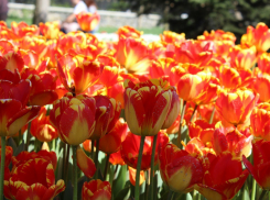 Этой весной в Ростове высадят более 800 тысяч цветов