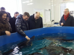 Нетрадиционные виды рыб и растений собрались выращивать в новом аквакомплексе Ростовской области