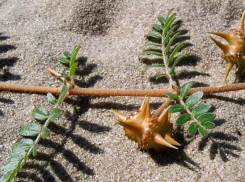 Якорец наступает: коварный сорняк атакует Ростовскую область 
