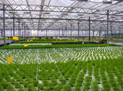 Ростовская компания отказалась от строительства теплиц на 6,4 млрд рублей