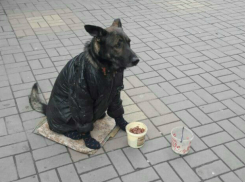 «Гастролирующую» по Ростовской области собаку-попрошайку снова выставили с «протянутой лапой» на улицу