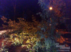 Автолюбитель чудом остался жив после падения огромного дерева в Ростове