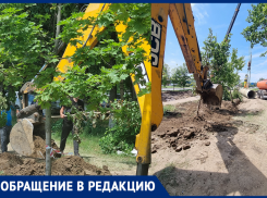 «Дети сажали их на майских праздниках»: ростовчанка пожаловалась на уничтожение молодых деревьев
