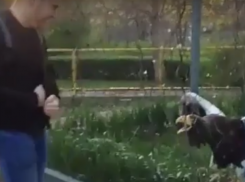«Веселый» мужчина раздразнил испытавшую стресс хищную птицу в Ростове и попал на видео
