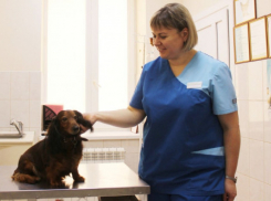 Льготную стерилизацию животных проведут в Ростовской области 26 января