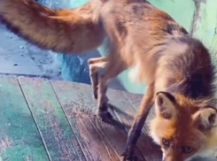 «Это концлагерь какой-то»: жителей Ростовской области шокировало состояние зверей в зоопарке Белой Калитвы