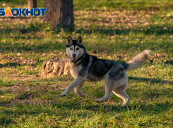 В воскресенье в Ростове ожидается жаркая погода без осадков