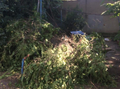 Ростовчанка получила серьезные травмы из-за упавшей на нее огромной ветки