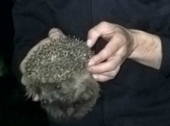 Комичное спасение ежа от «блуда» на парковке в Ростовской области совершил полицейский