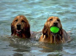 Жарко, но с дождем: прогноз погоды в Ростове на субботу, 10 августа