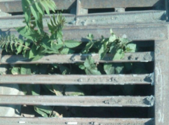 В ливневке на Главном железнодорожном вокзале Ростова выросло дерево
