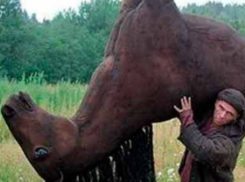 Двух пасущихся  лошадей «угнал» с пастбища мужчина в Ростовской области