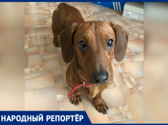 В Ростове нашли кобеля таксы с красным ошейником