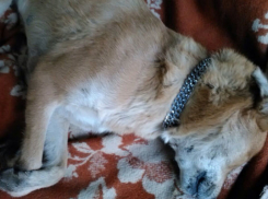 Служба отлова убила домашнюю собаку на глазах у хозяина в Ростове 