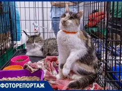 В Ростове коты нашли хозяев на юбилейном благотворительном фестивале «Дай лапу»