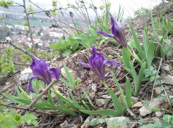 В Ростовской области все еще можно встретить редкого карликового касатика 