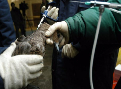 За 1 рубль будут прививать от гриппа каждую домашнюю птицу в Ростовской области